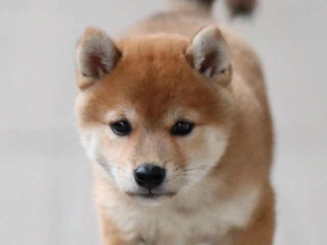 3226-puppy 3226-puppy