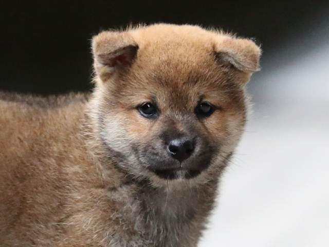 3228-puppy 3228-puppy