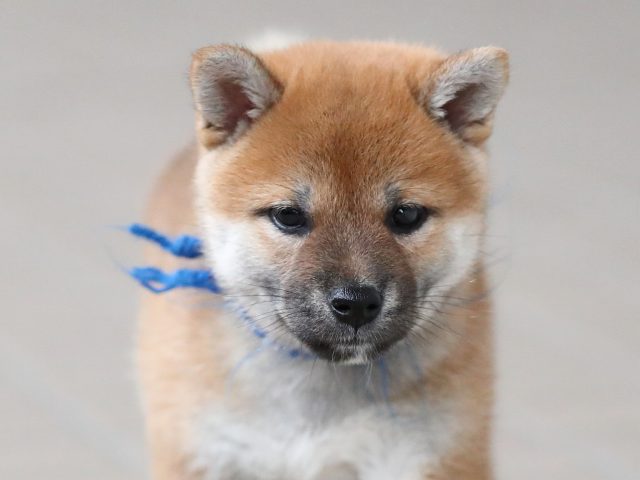 3229-puppy 3229-puppy