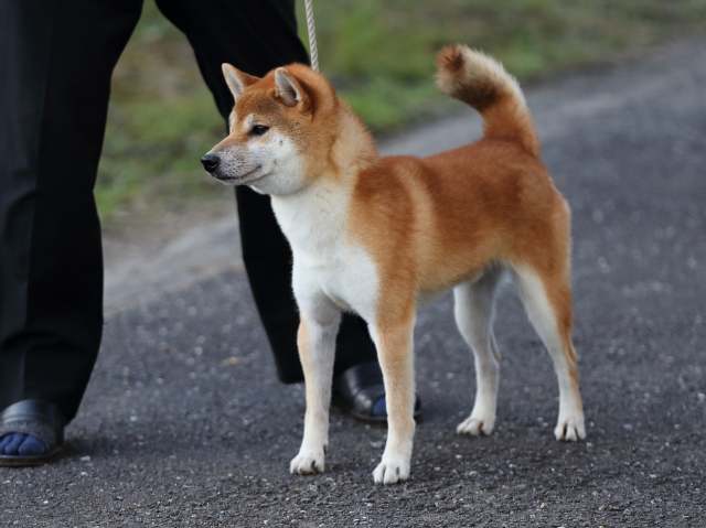飼い主様決定の子犬 ID3232紅ノ竜王号 | 【柴犬.net】柴犬専門