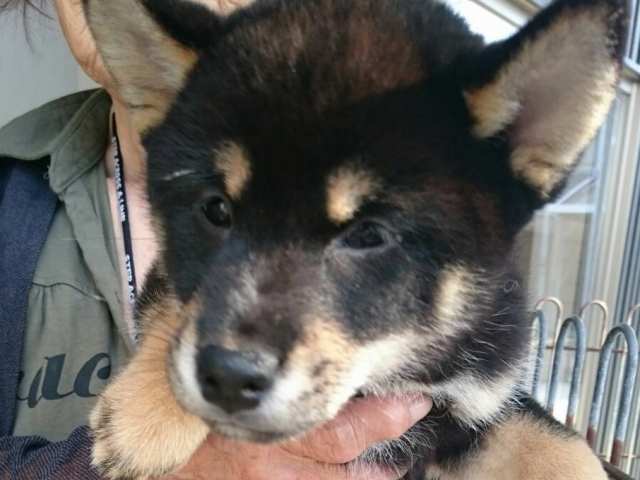 37203-puppy 37203-puppy