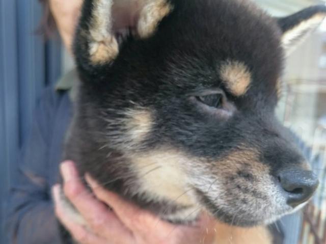 37204-puppy 37204-puppy