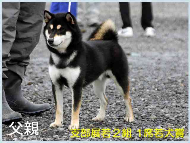 古乃鷹斗号1 古乃鷹斗号1