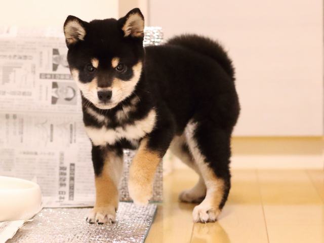 AI5I0490-puppy AI5I0490-puppy