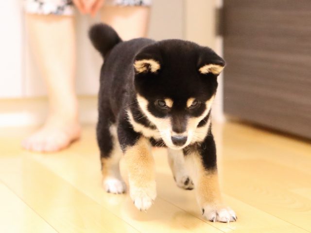 AI5I0512-puppy AI5I0512-puppy