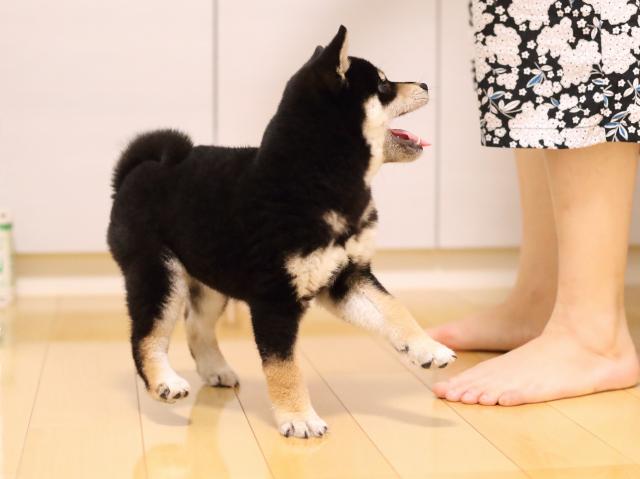 AI5I0578-puppy AI5I0578-puppy