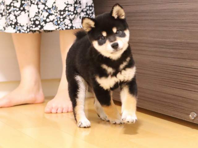 AI5I0587-puppy AI5I0587-puppy