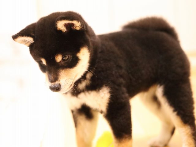 AI5I0771-puppy AI5I0771-puppy