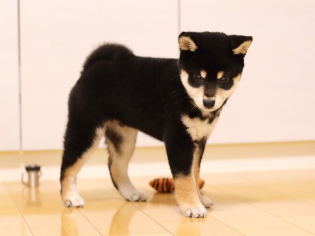 AI5I0776-puppy AI5I0776-puppy