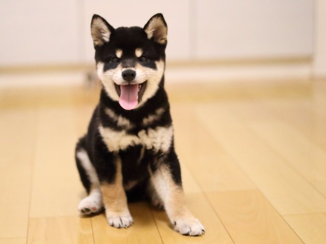 AI5I0797-puppy AI5I0797-puppy