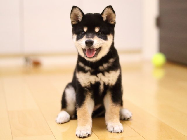 AI5I0839-puppy AI5I0839-puppy