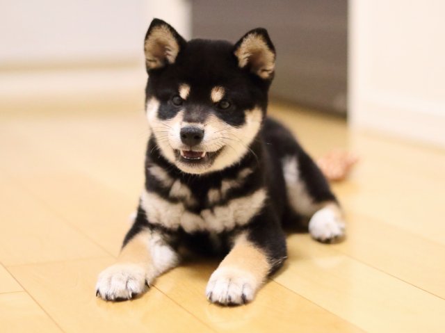 AI5I0849-puppy AI5I0849-puppy