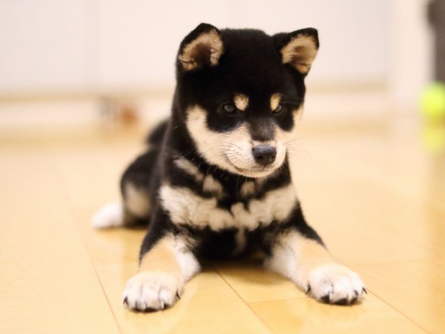 AI5I0854-puppy AI5I0854-puppy