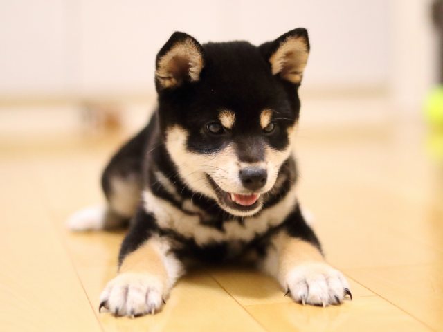 AI5I0859-puppy AI5I0859-puppy