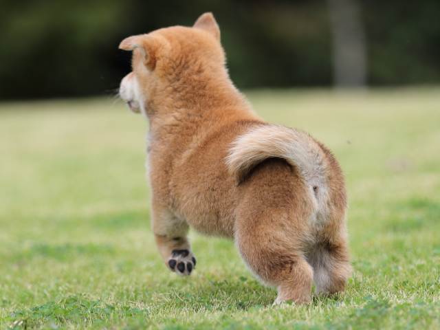 AI5I1958-puppy AI5I1958-puppy