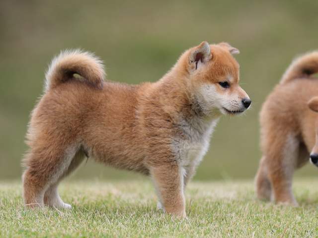 AI5I1966-puppy AI5I1966-puppy