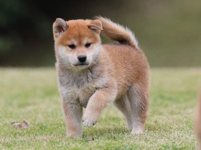 AI5I1970-puppy AI5I1970-puppy