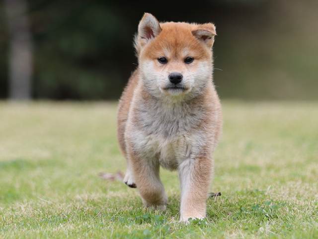 AI5I1974-puppy AI5I1974-puppy