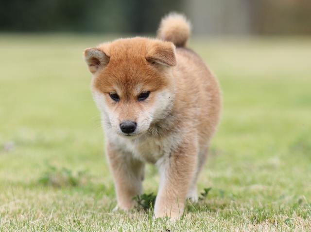 AI5I1989-puppy AI5I1989-puppy