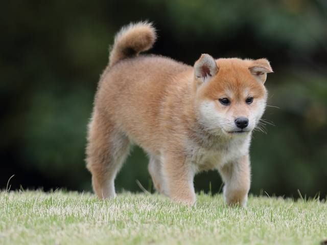 AI5I2003-puppy AI5I2003-puppy