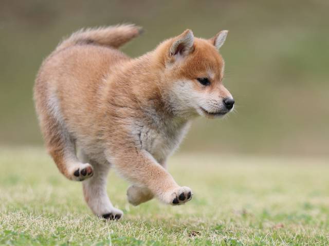AI5I2020-puppy AI5I2020-puppy