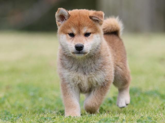 AI5I2087-puppy AI5I2087-puppy