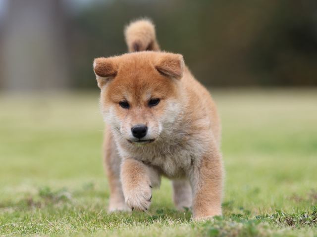 AI5I2132-puppy AI5I2132-puppy