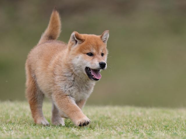 AI5I2154-puppy AI5I2154-puppy