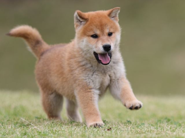 AI5I2159-puppy AI5I2159-puppy