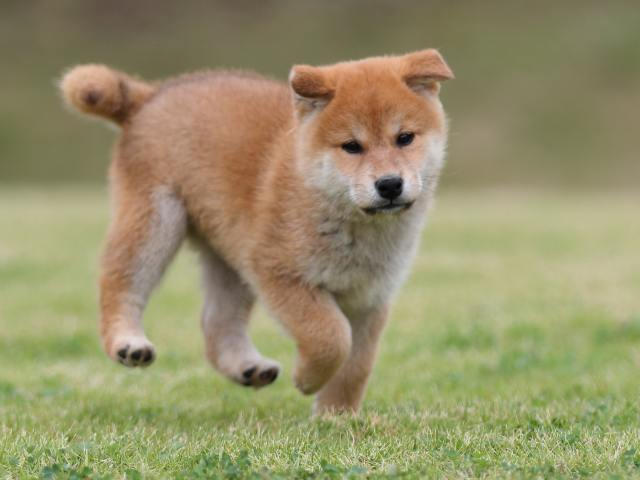 AI5I2173-puppy AI5I2173-puppy