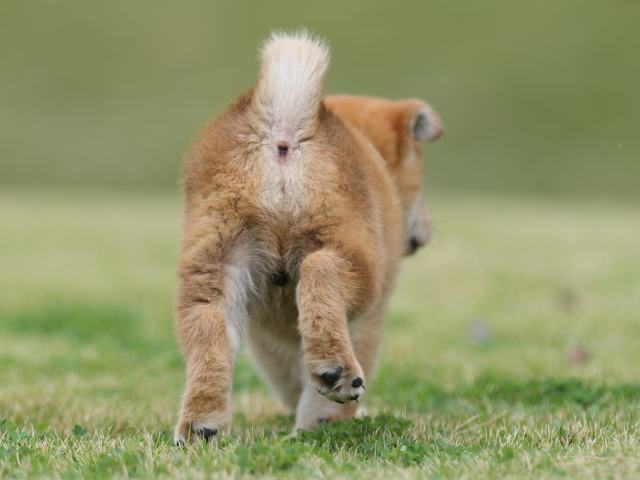 AI5I2182-puppy AI5I2182-puppy