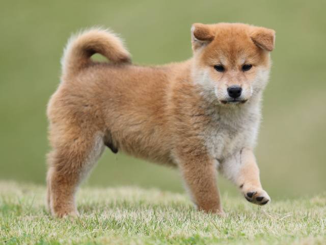AI5I2205-puppy AI5I2205-puppy