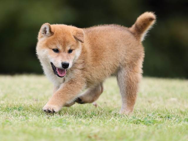 AI5I2270-puppy AI5I2270-puppy