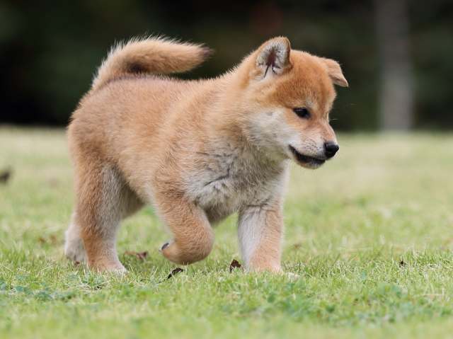 AI5I2282-puppy AI5I2282-puppy