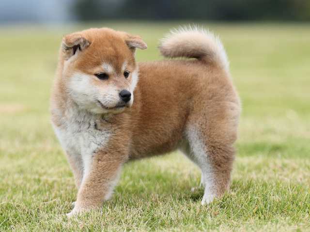 AI5I2331-puppy AI5I2331-puppy