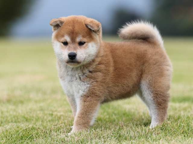 AI5I2334-puppy AI5I2334-puppy