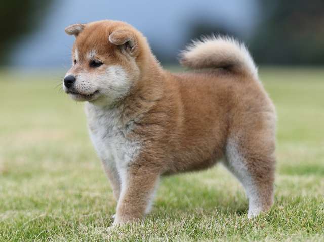 AI5I2347-puppy AI5I2347-puppy