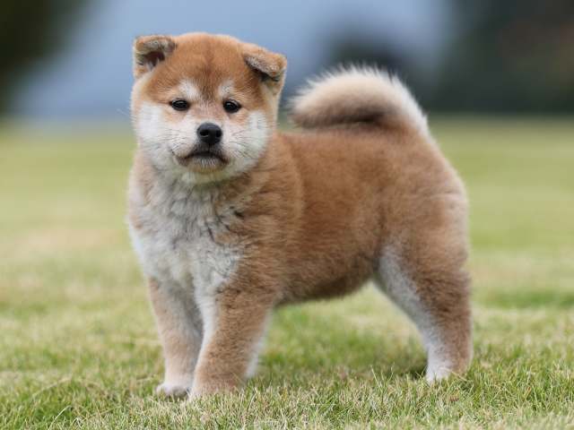 AI5I2348-puppy AI5I2348-puppy