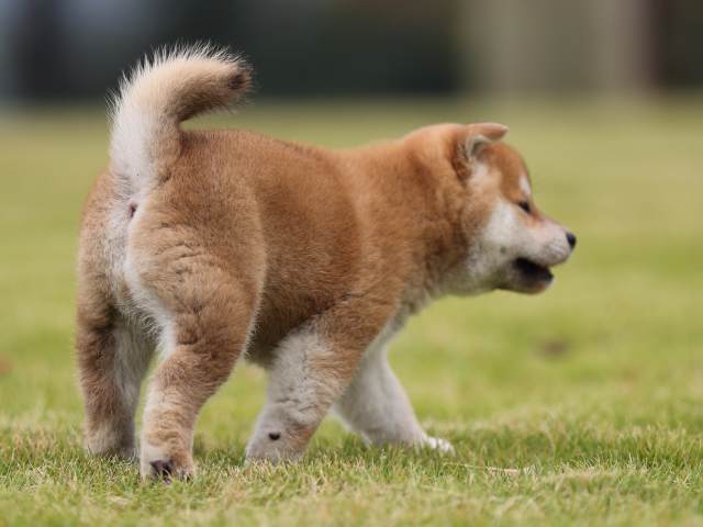 AI5I2413-puppy AI5I2413-puppy