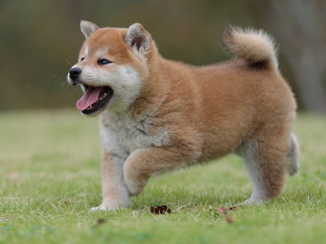 AI5I2428-puppy AI5I2428-puppy