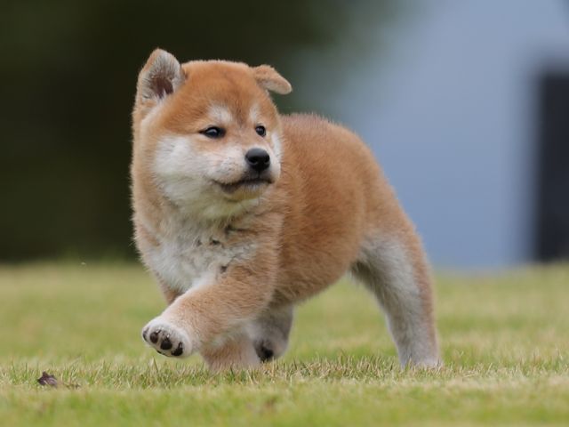 AI5I2459-puppy AI5I2459-puppy