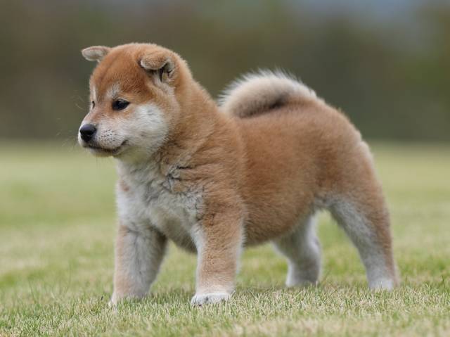 AI5I2486-puppy AI5I2486-puppy