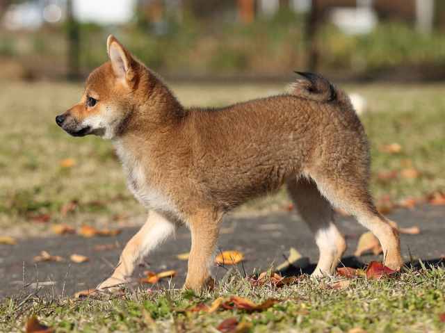 AI5I4020-puppy AI5I4020-puppy