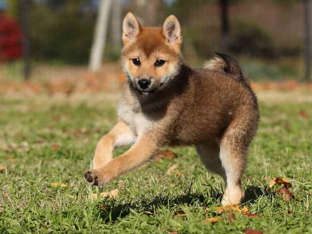 AI5I4048-puppy AI5I4048-puppy
