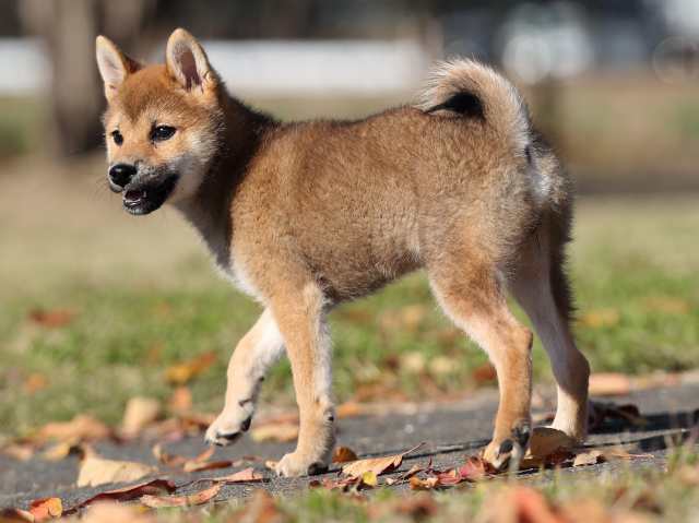 AI5I4104-puppy AI5I4104-puppy
