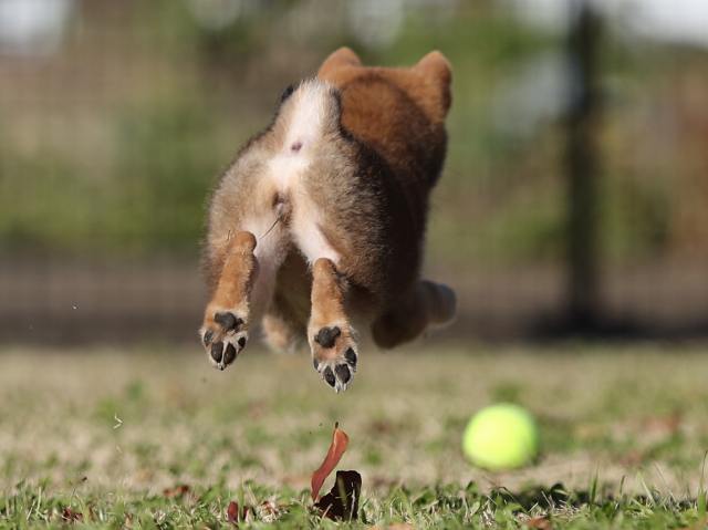 AI5I4142-puppy AI5I4142-puppy