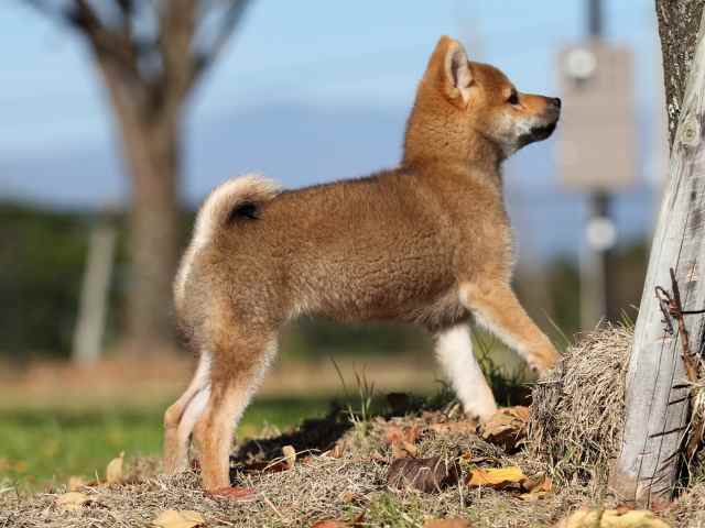 AI5I4236-puppy AI5I4236-puppy