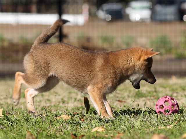 AI5I4262-puppy AI5I4262-puppy