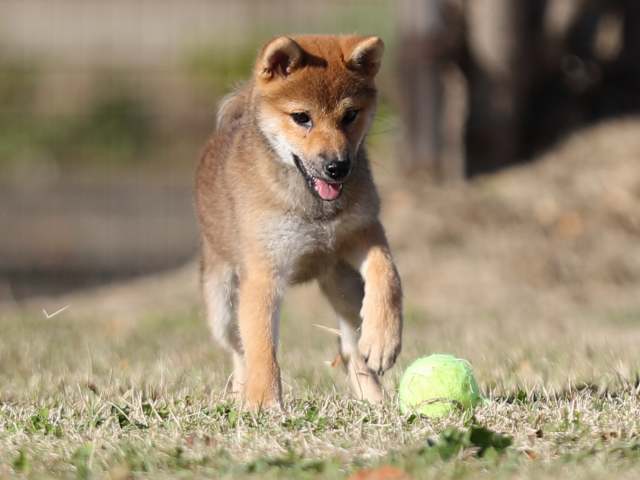 AI5I4310-puppy AI5I4310-puppy