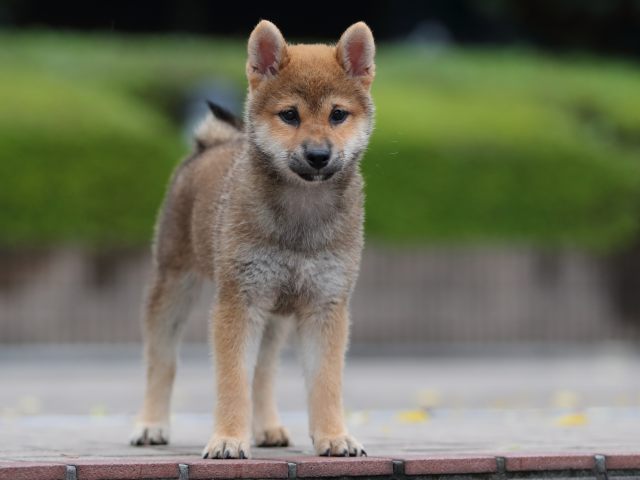 AI5I4384-puppy AI5I4384-puppy